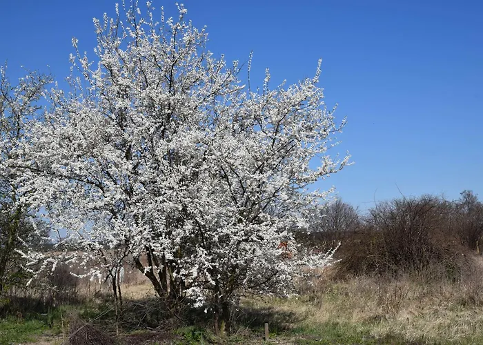 Lawendowa Przystań - Dolina Baryczy Gospodarstwo agroturystyczne